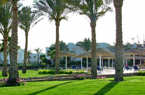 palms